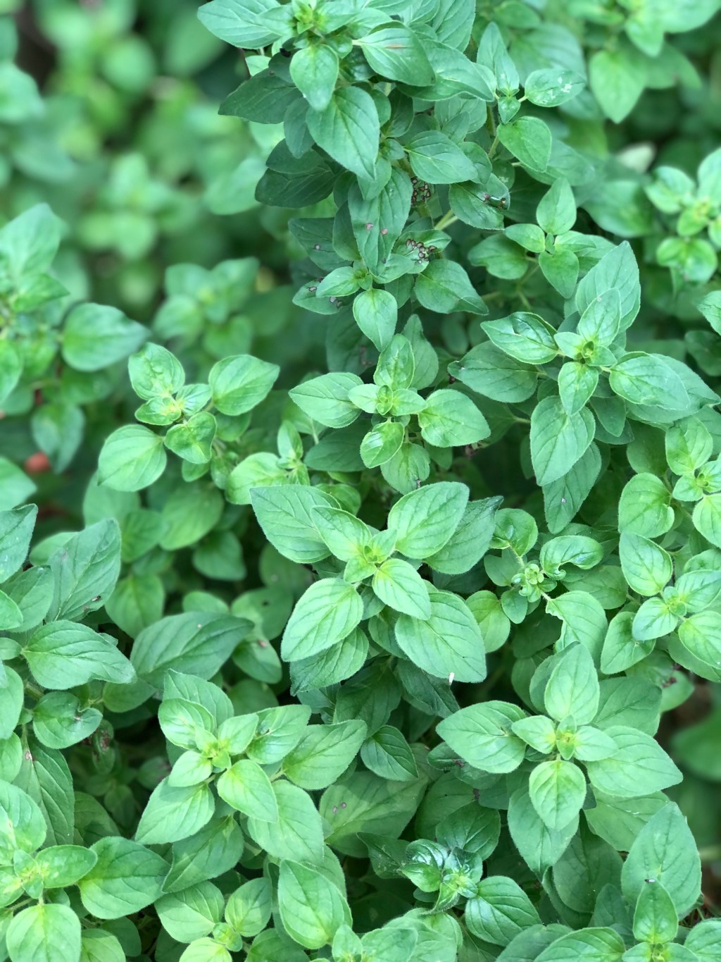 What’s Cooking This Week: All About the&nbsp;Herbs