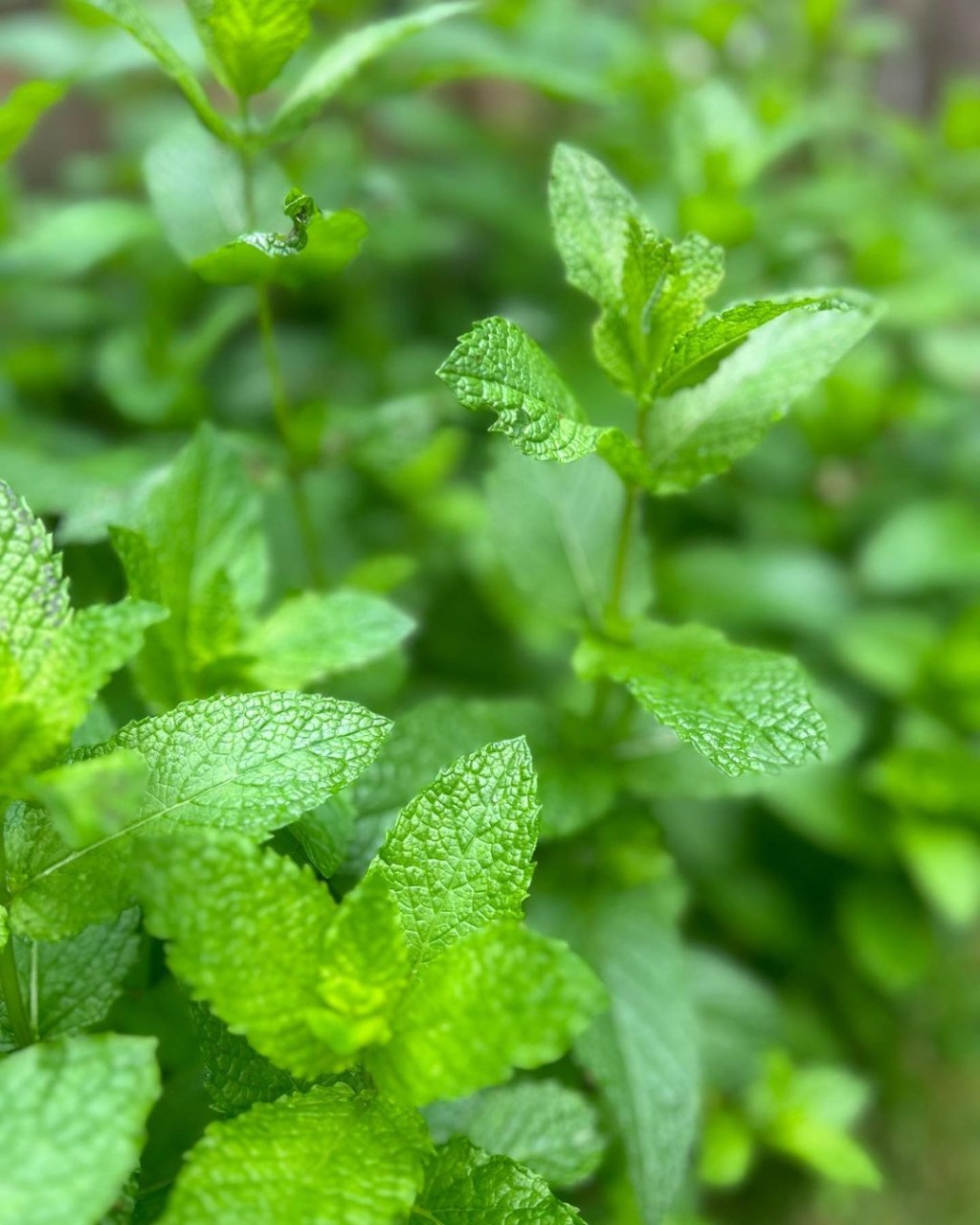 Working with All the&nbsp;Mint